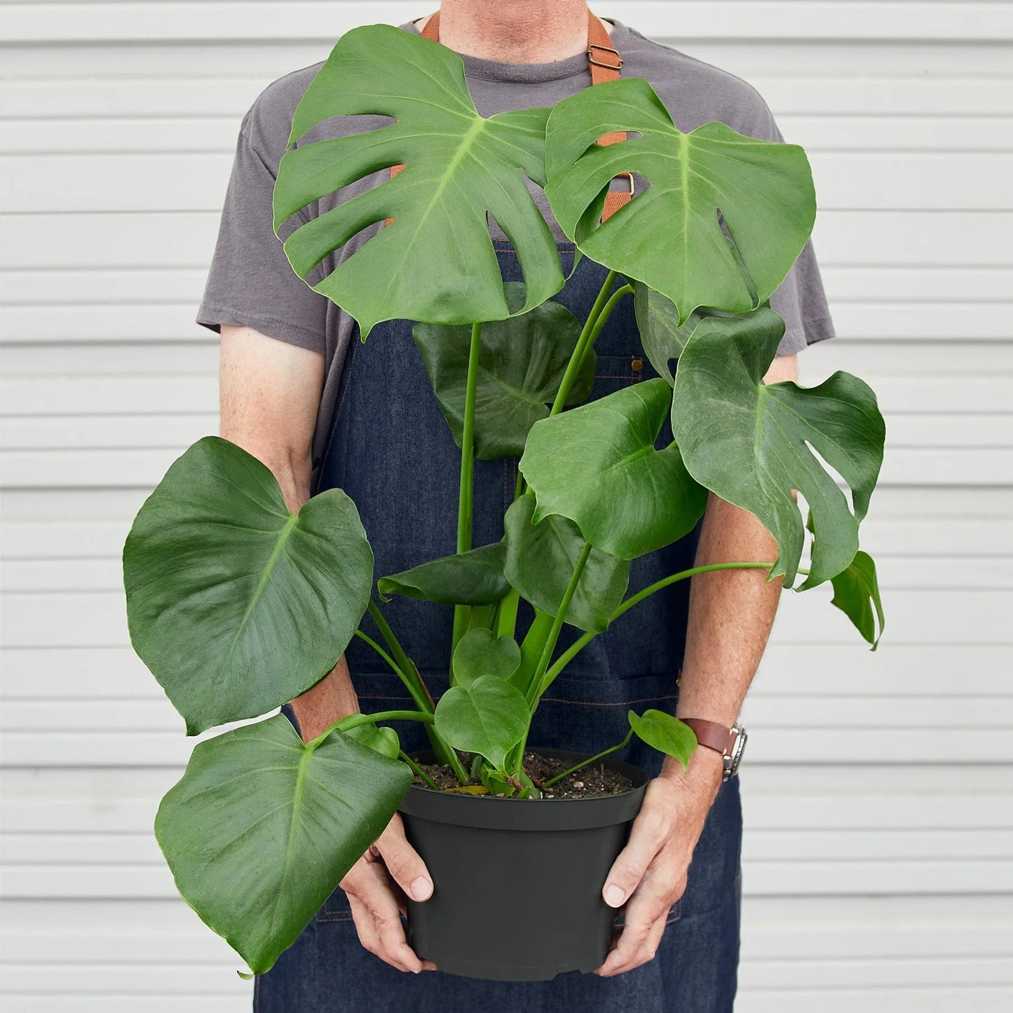 Philodendron Monstera Split-Leaf 4" potted plant