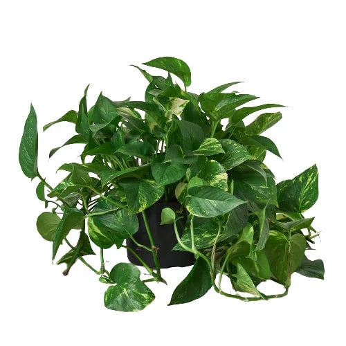 Pothos 'Golden' potted plant