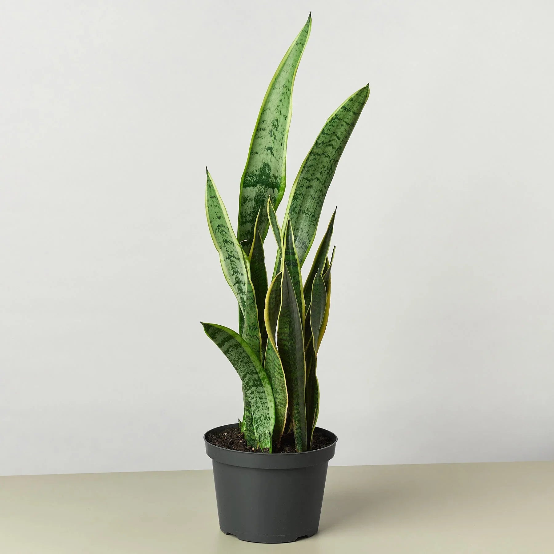 Snake Plant Laurentii 4" potted plant