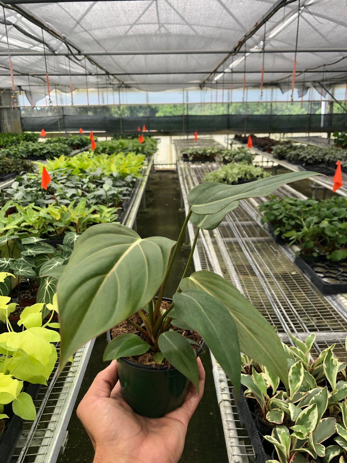Philodendron 'Summer Glory' potted plant