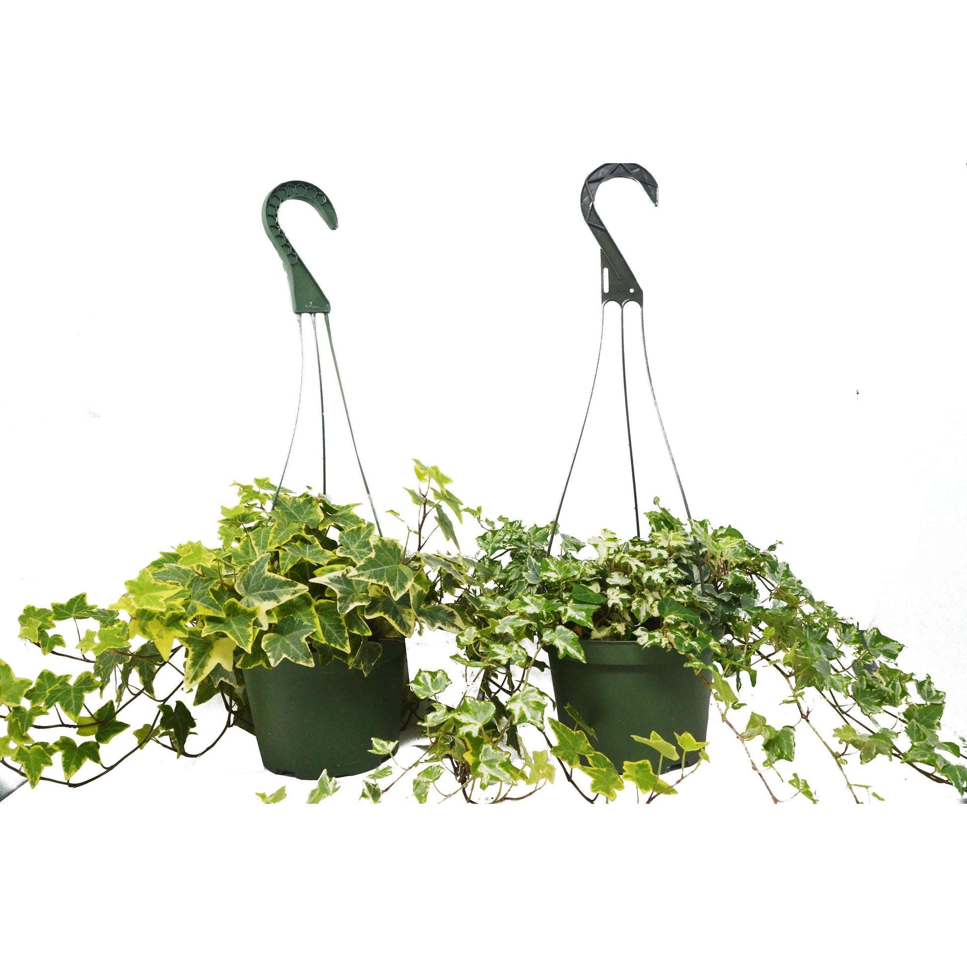2 English Ivy Variety Pack 6" potted plant