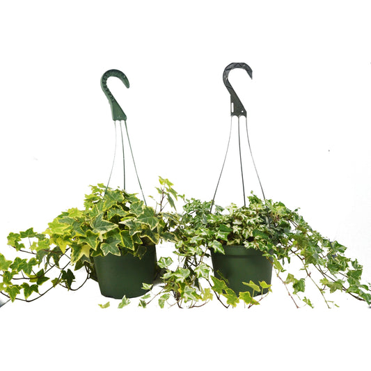 2 English Ivy Variety Pack 6" potted plant