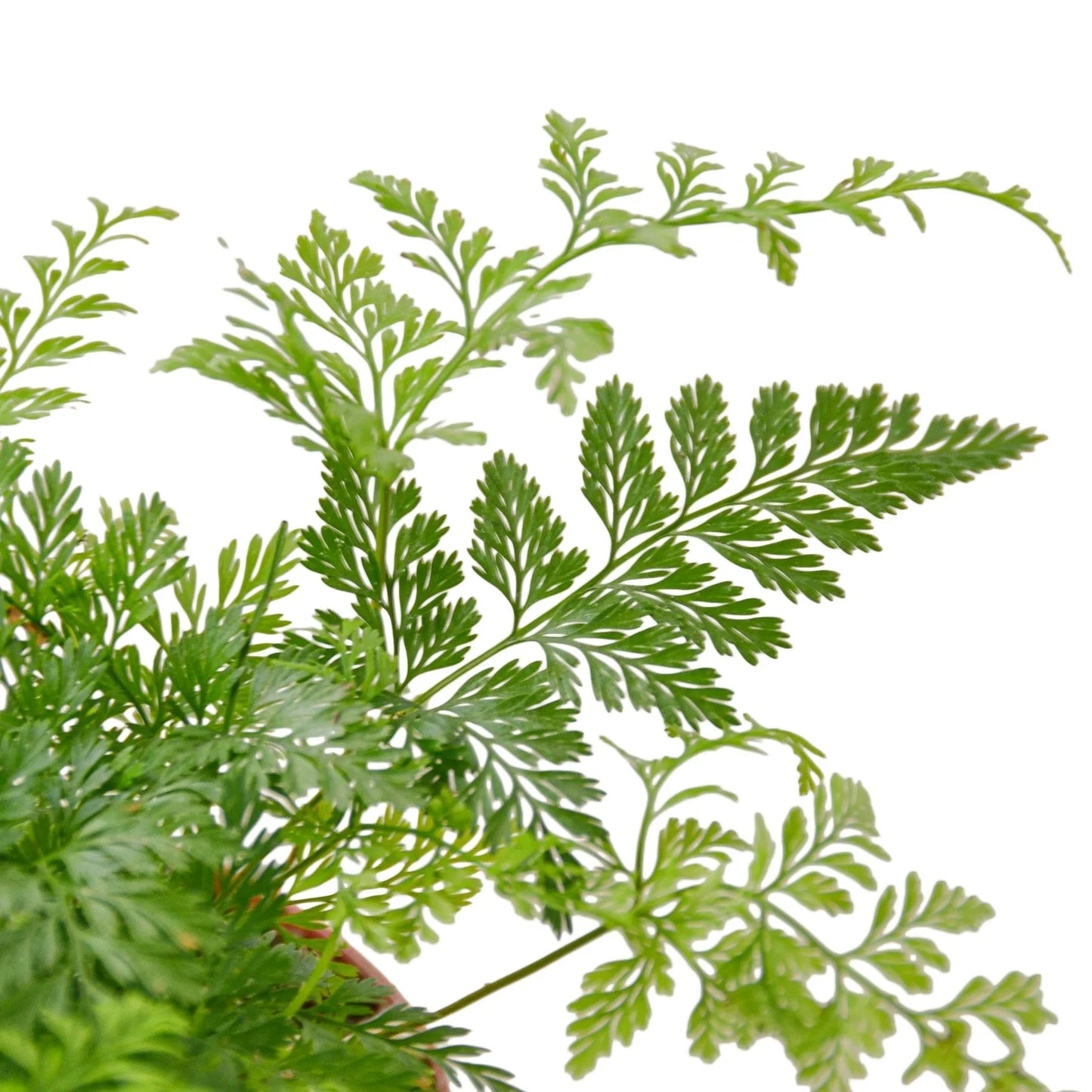 Rabbit's Foot Fern potted plant