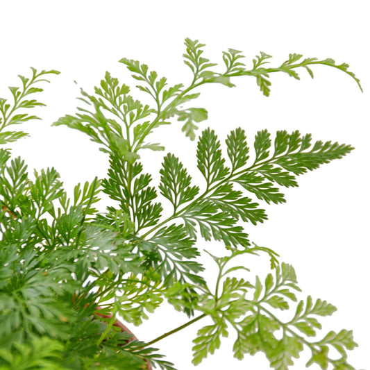 Rabbit's Foot Fern potted plant