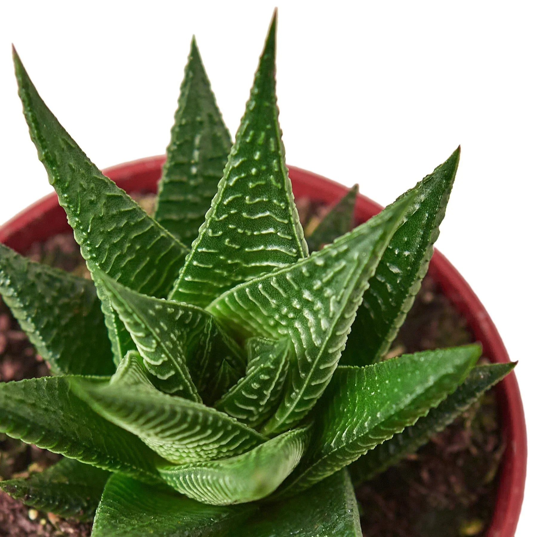 Fairy Washboard Haworthia 4" potted plant
