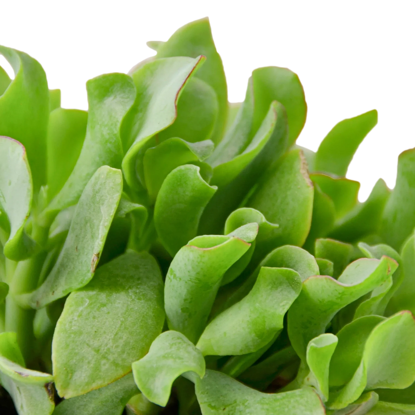 Ripple Jade Succulent potted plant