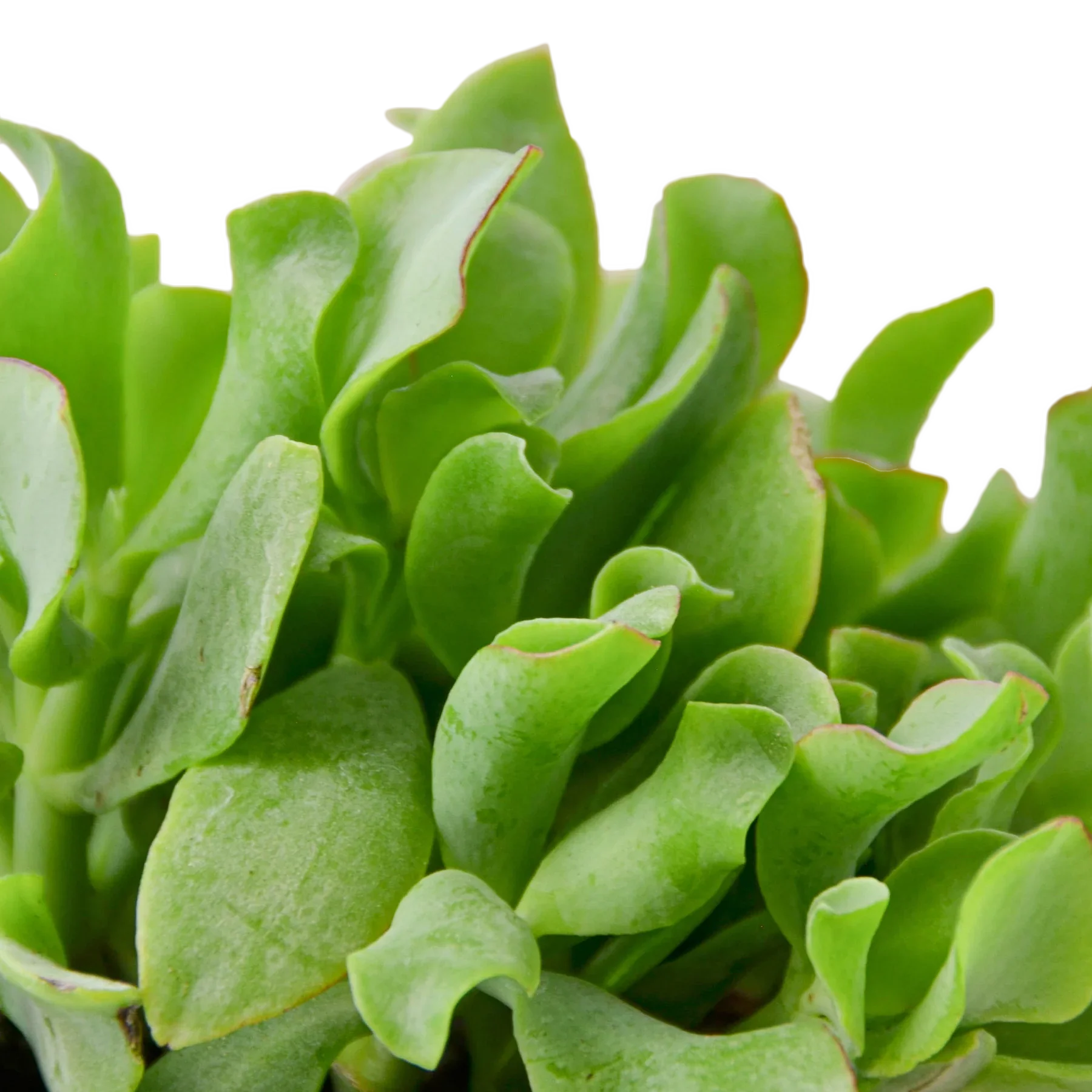 Ripple Jade Succulent potted plant
