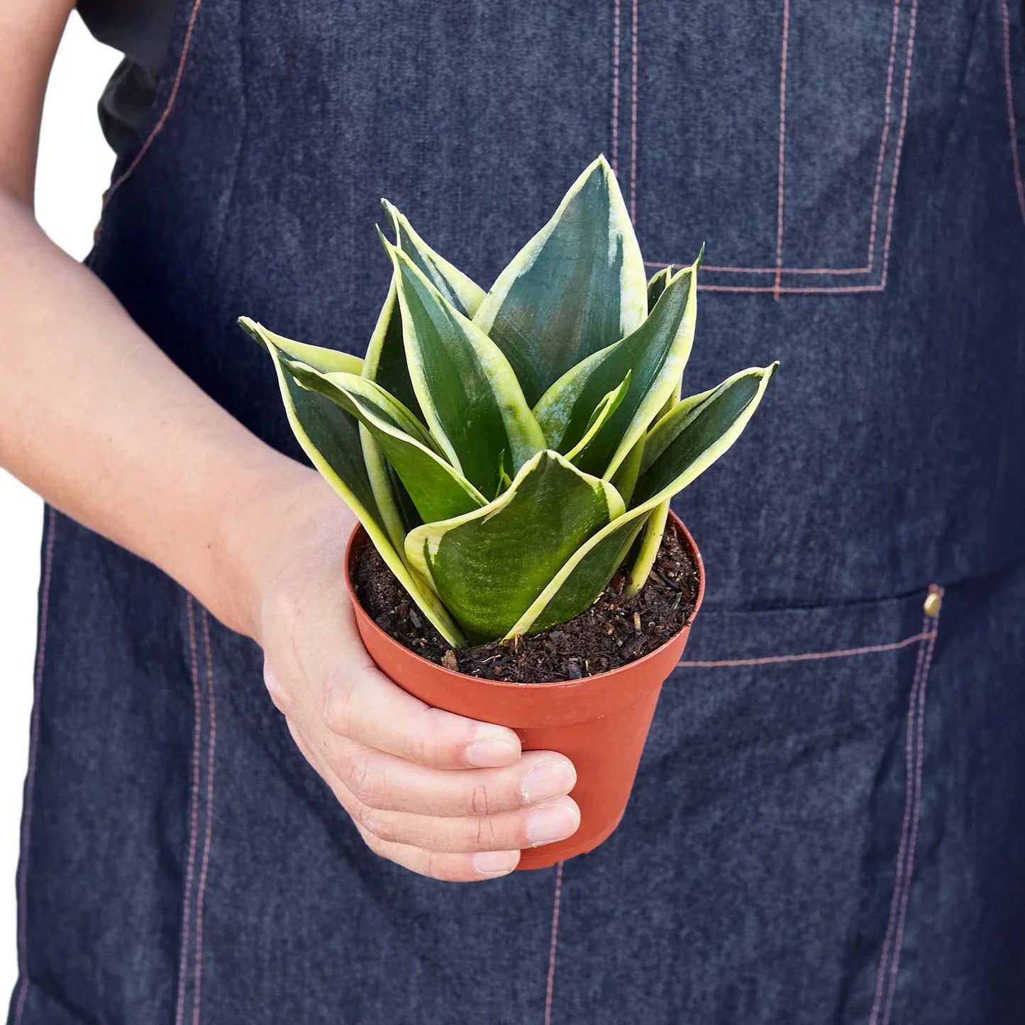 Snake Plant Black Gold potted plant