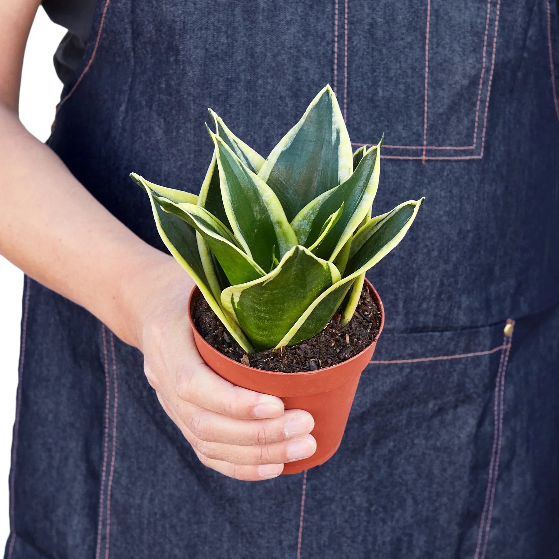 Snake Plant Black Gold potted plant