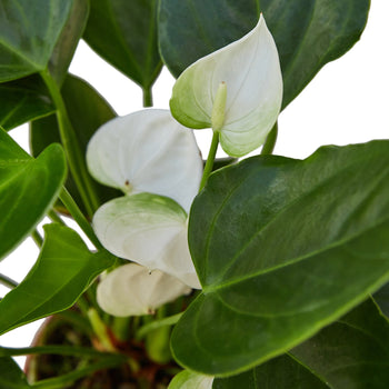 Anthurium 'White' potted plant