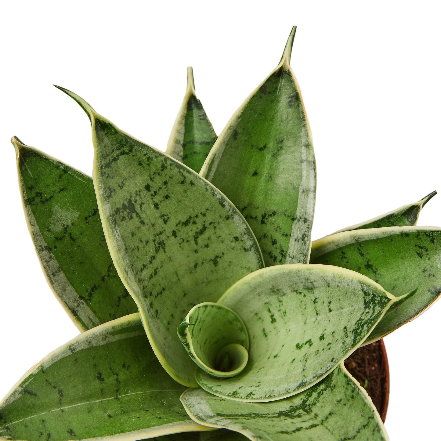Snake Plant Starlight potted plant