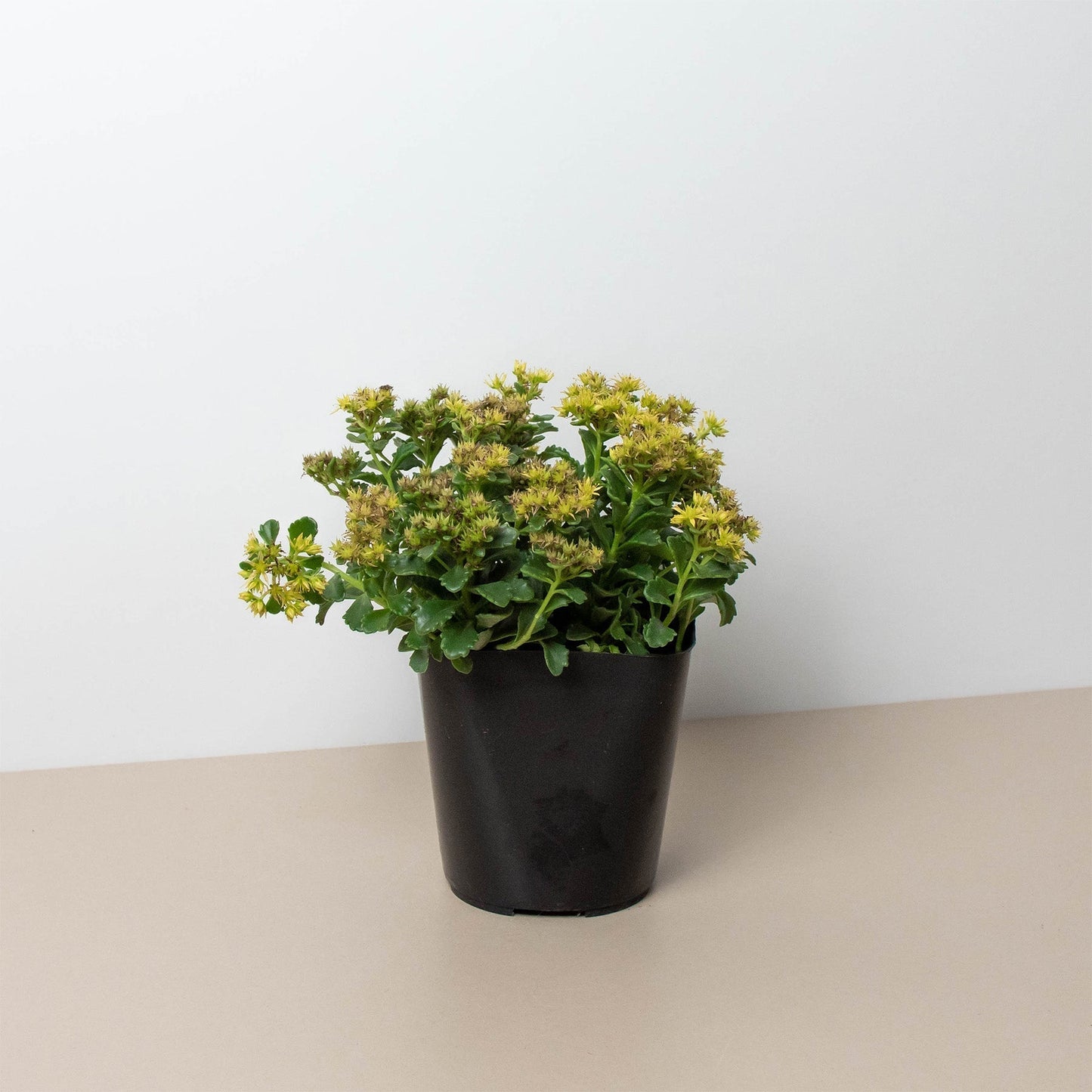 Sedum Little Miss Sunshine potted plant