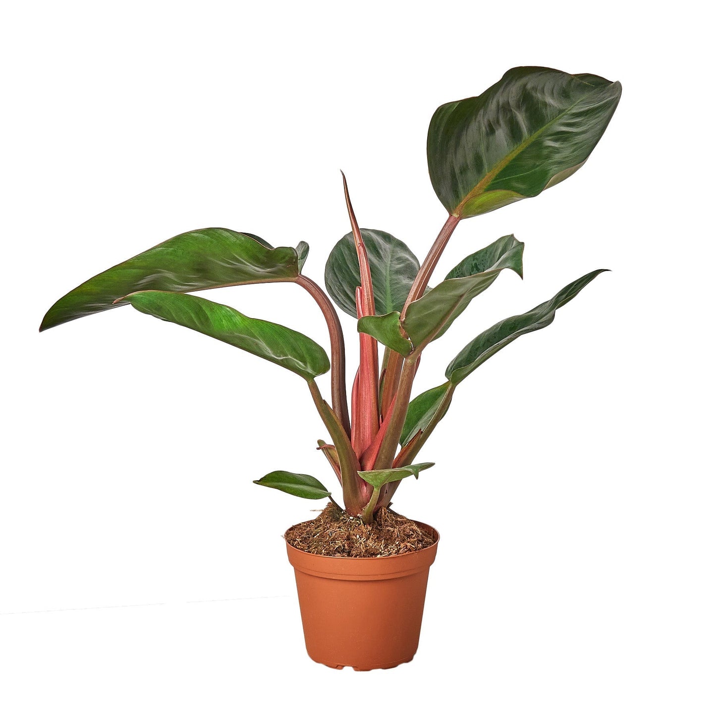 Philodendron 'Congo Rojo' 6" potted plant