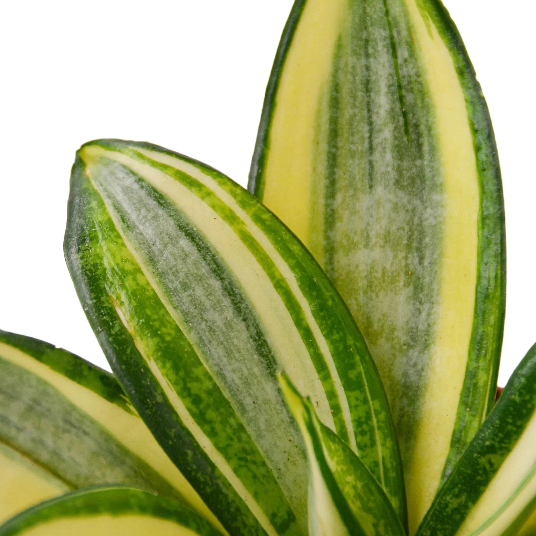 Snake Plant Gold Hahnii potted plant
