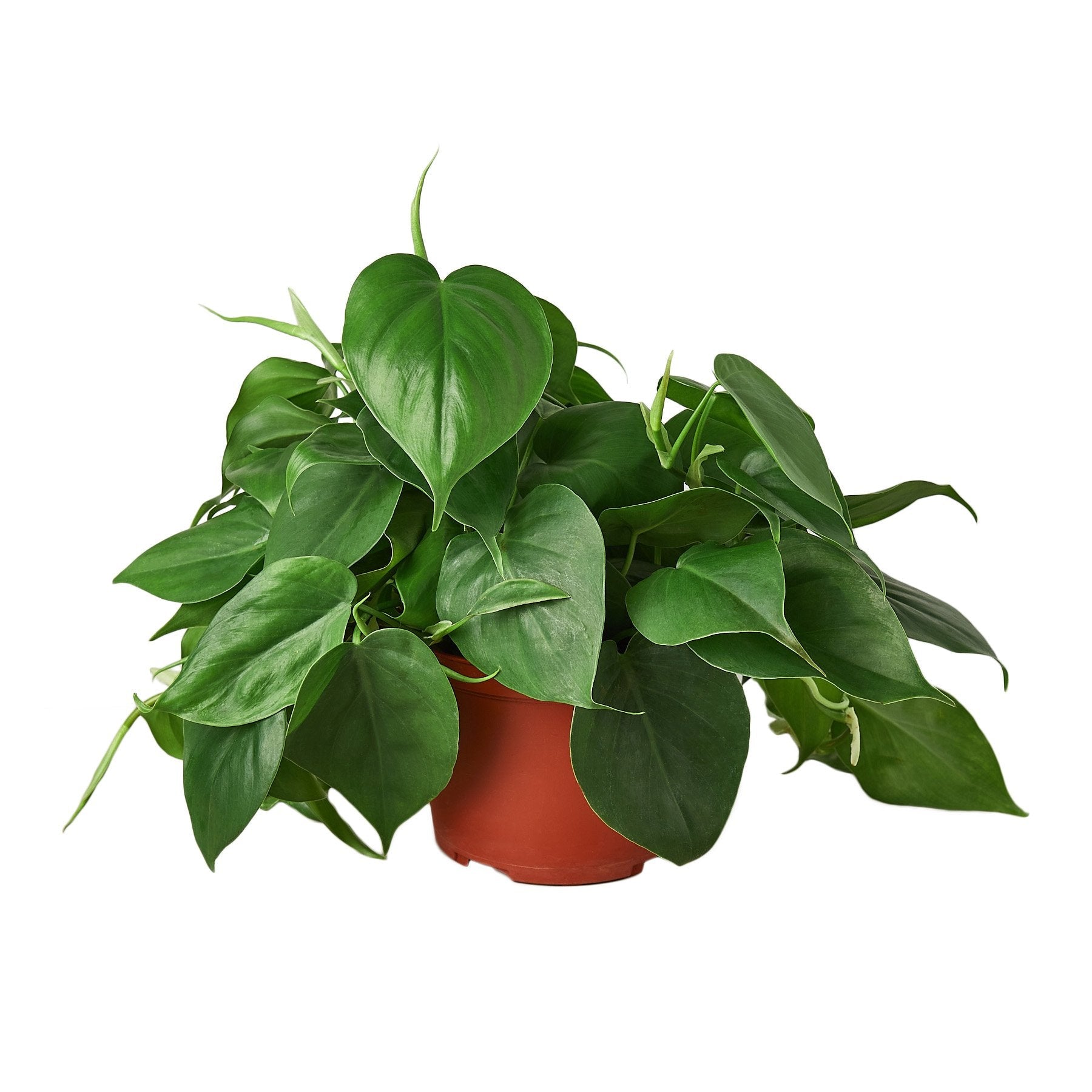 Philodendron Cordatum Heartleaf 6" potted plant
