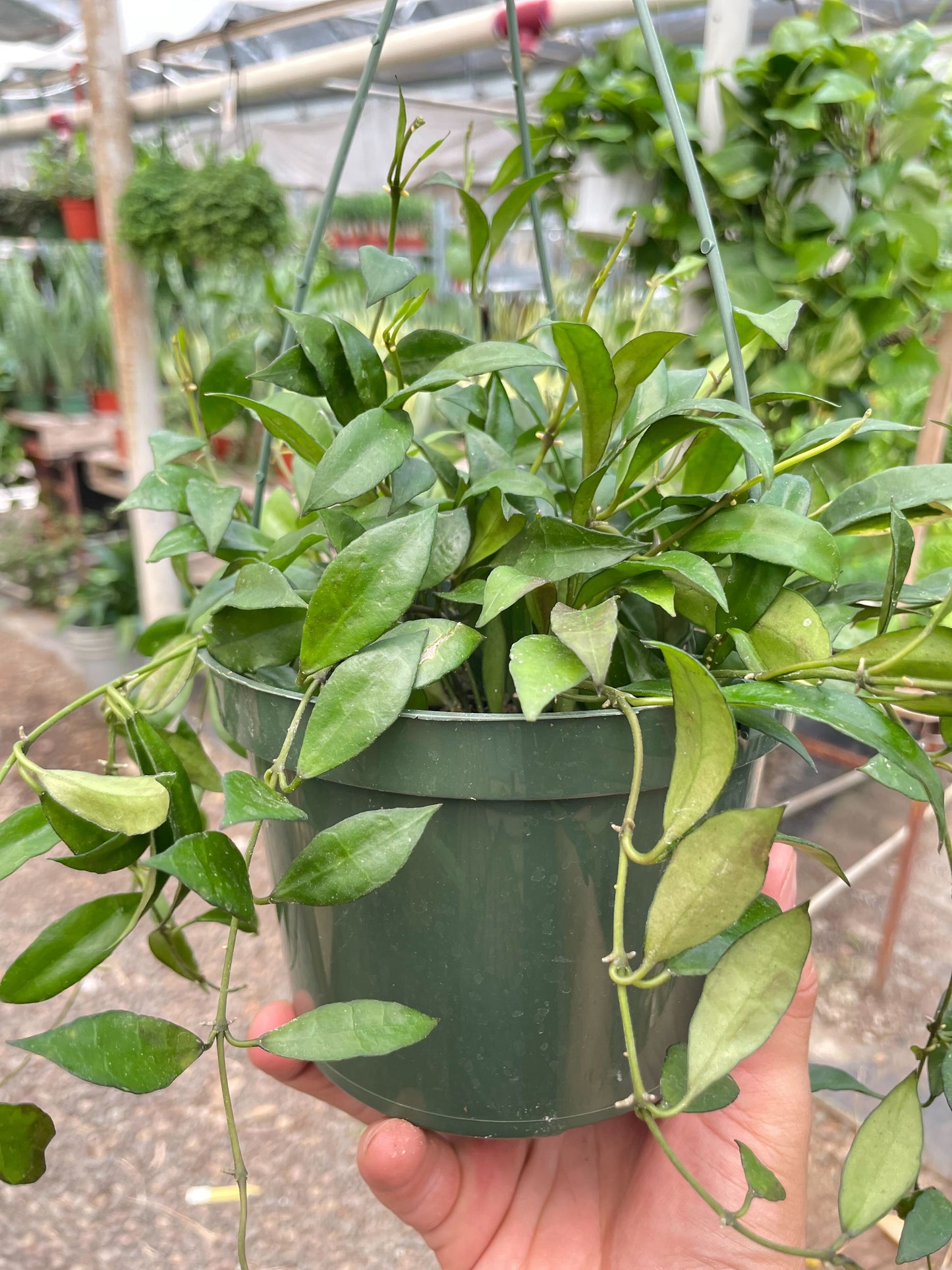 Hoya 'Lacunosa' potted plant