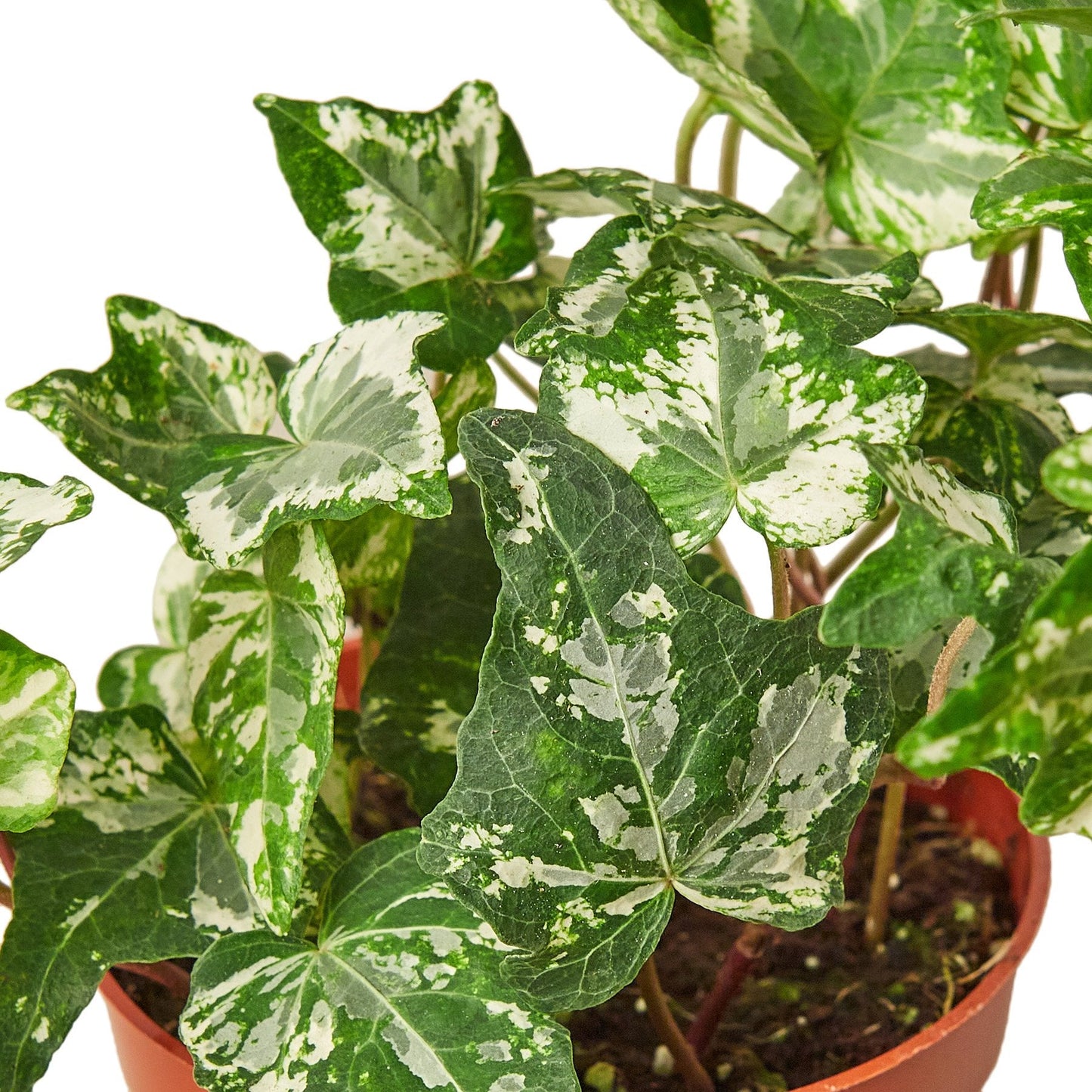 English Ivy 'Kolibre' potted plant