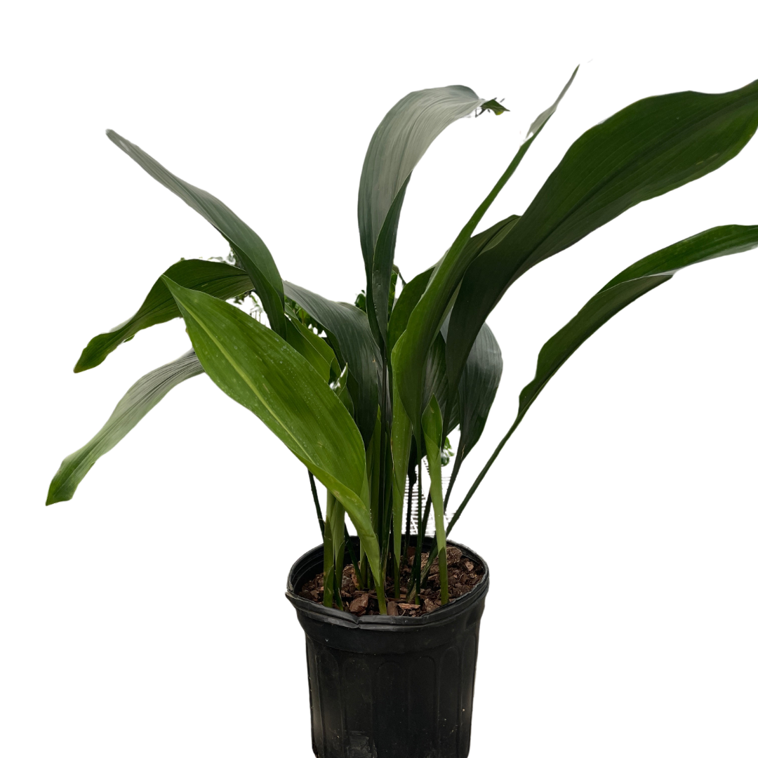 Aspidistra 'Cast Iron' potted plant