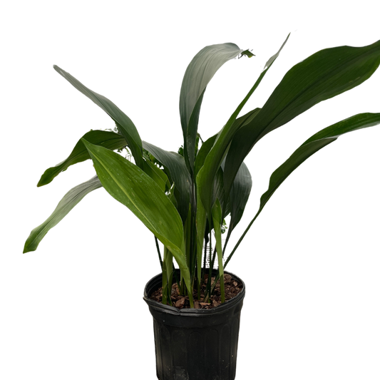 Aspidistra 'Cast Iron' potted plant