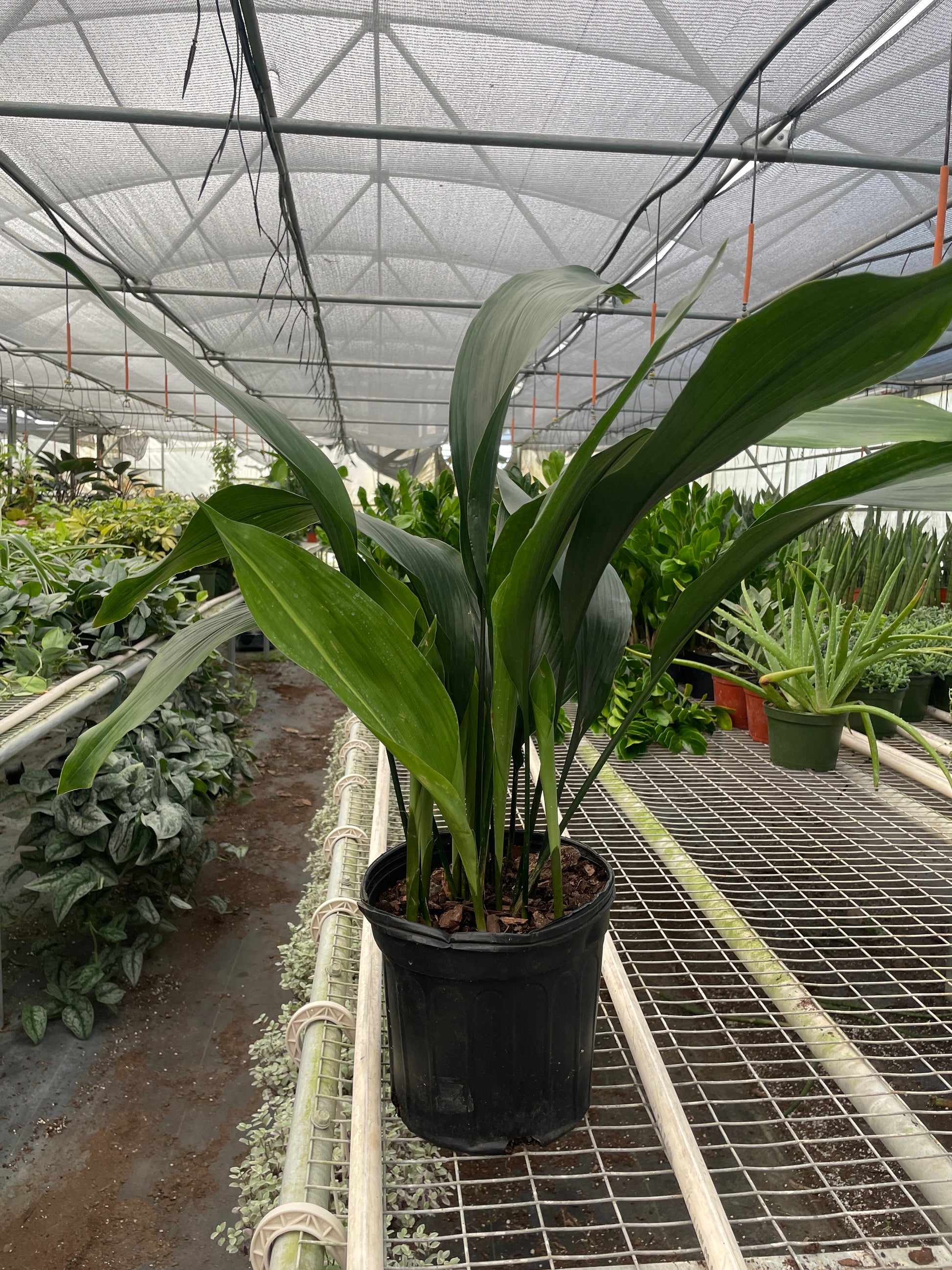 Aspidistra 'Cast Iron' potted plant