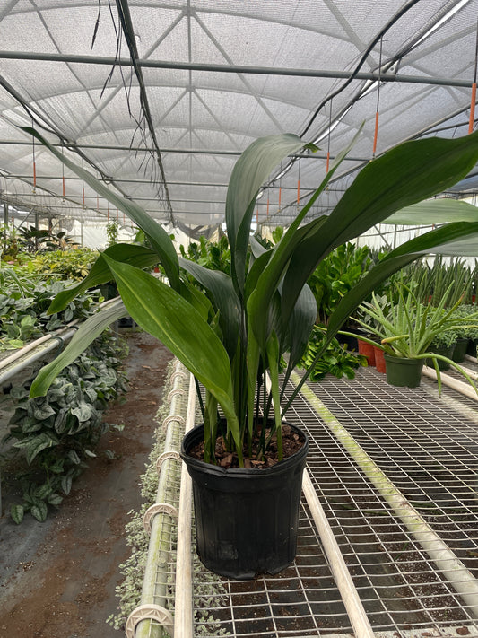 Aspidistra 'Cast Iron' potted plant