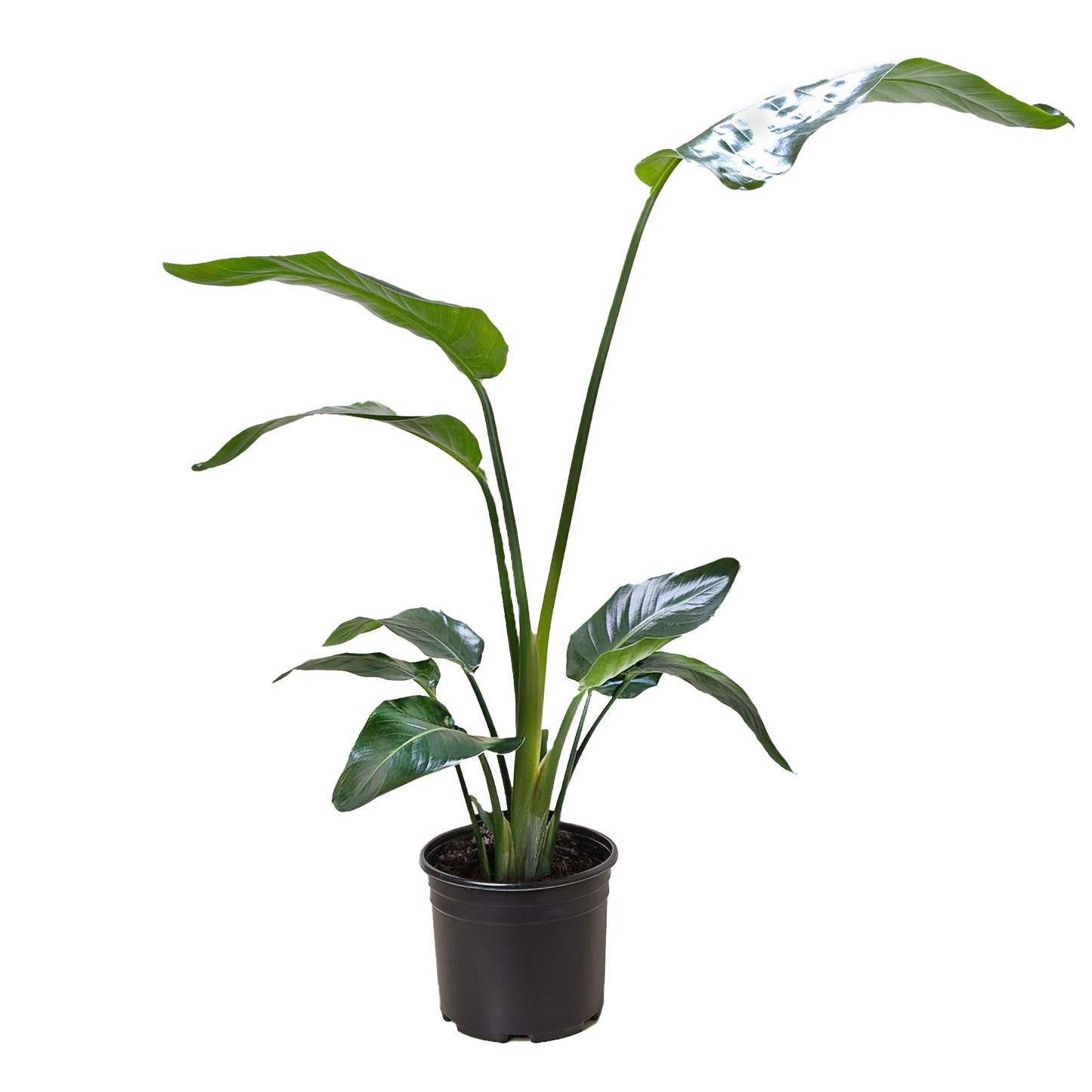 White Bird of Paradise 'Strelitzia Nicolai' potted plant