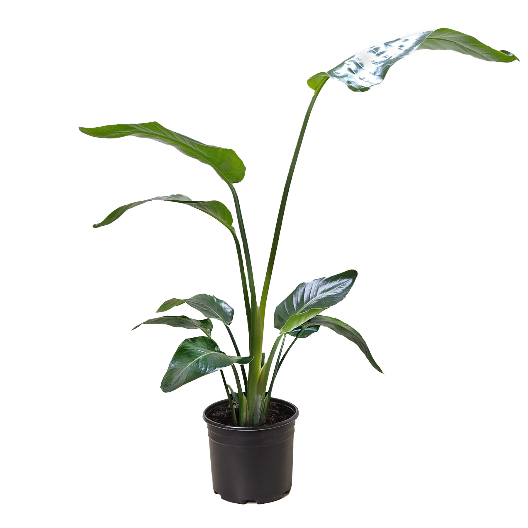 White Bird of Paradise 'Strelitzia Nicolai' potted plant