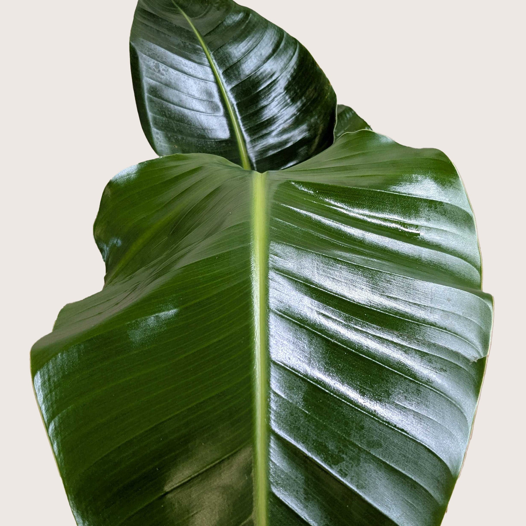 White Bird of Paradise 'Strelitzia Nicolai' potted plant