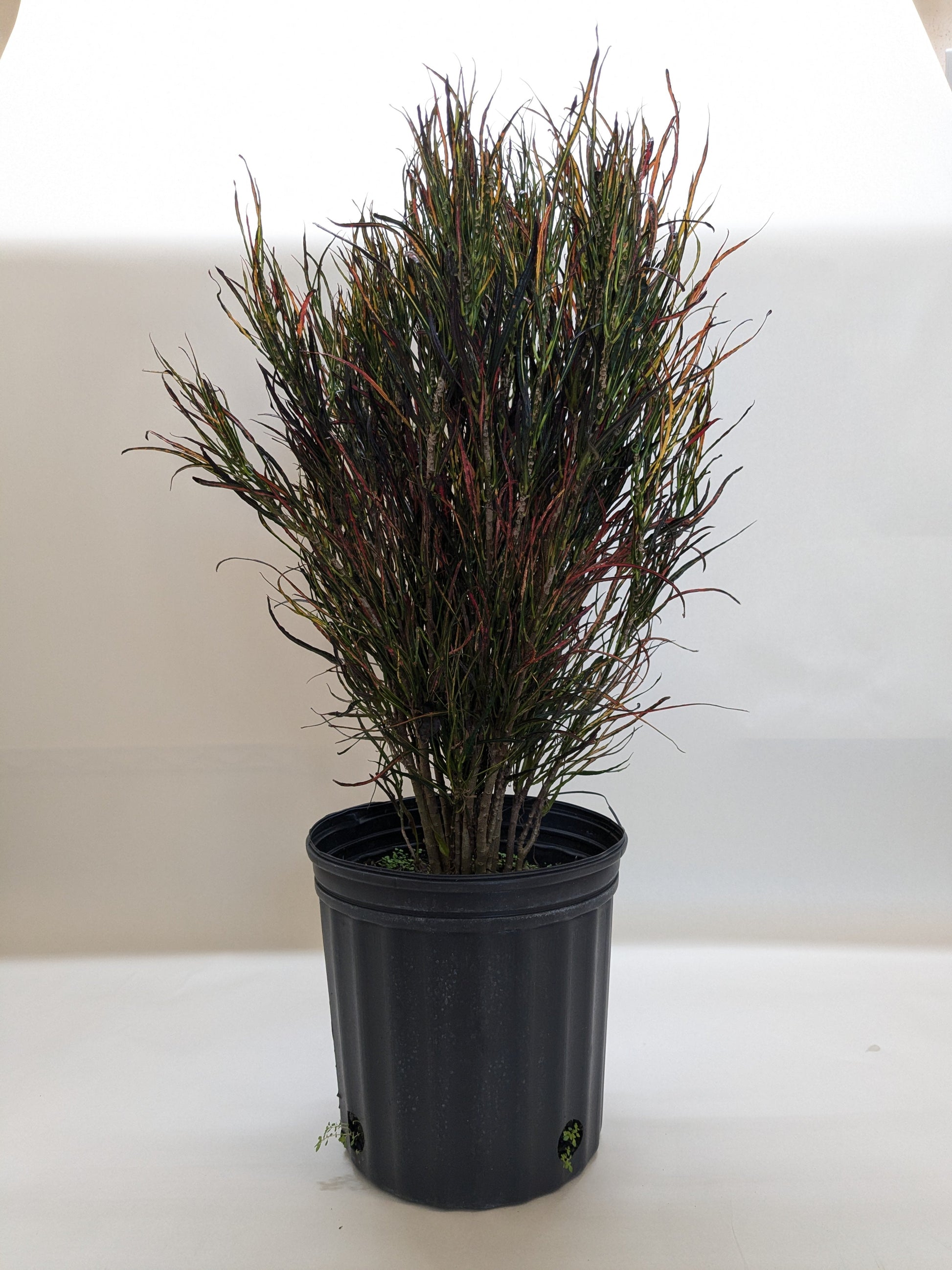 Croton 'Picasso' potted plant