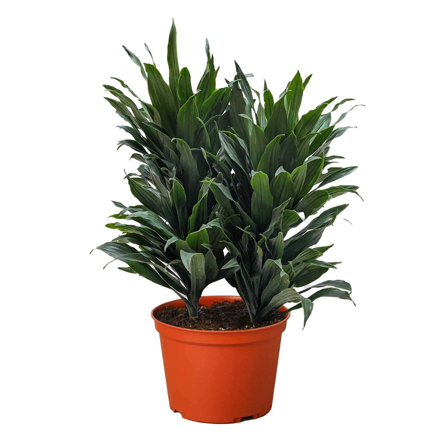 Dracaena 'Janet Craig' potted plant