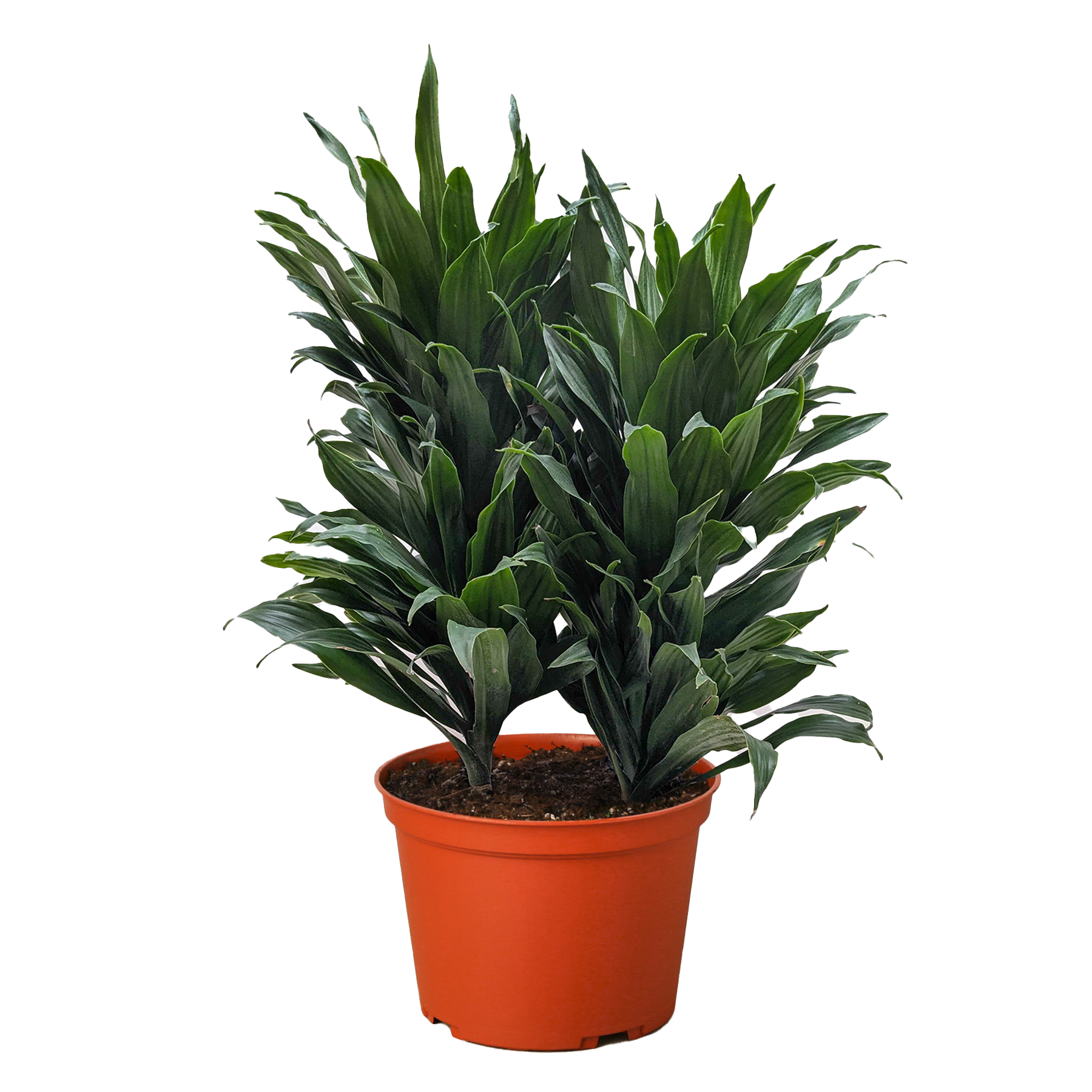 Dracaena 'Janet Craig' potted plant