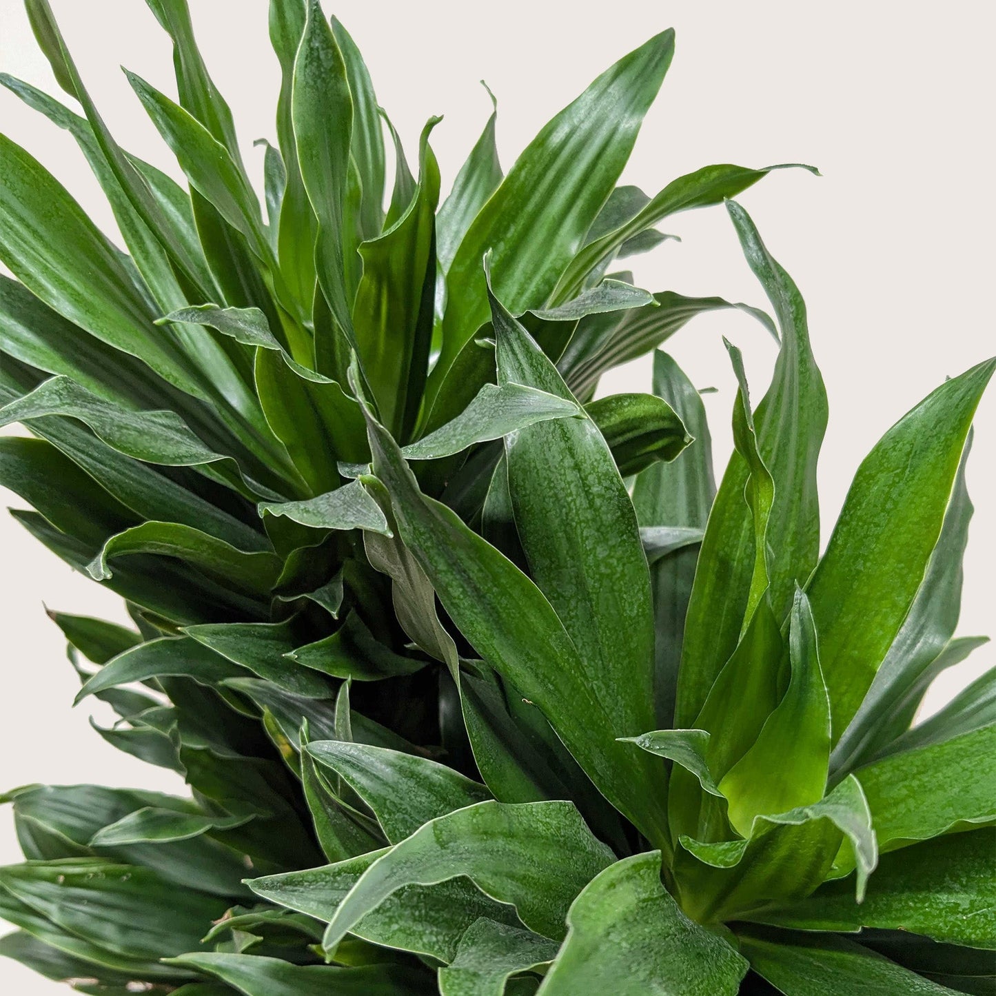 Dracaena 'Janet Craig' potted plant