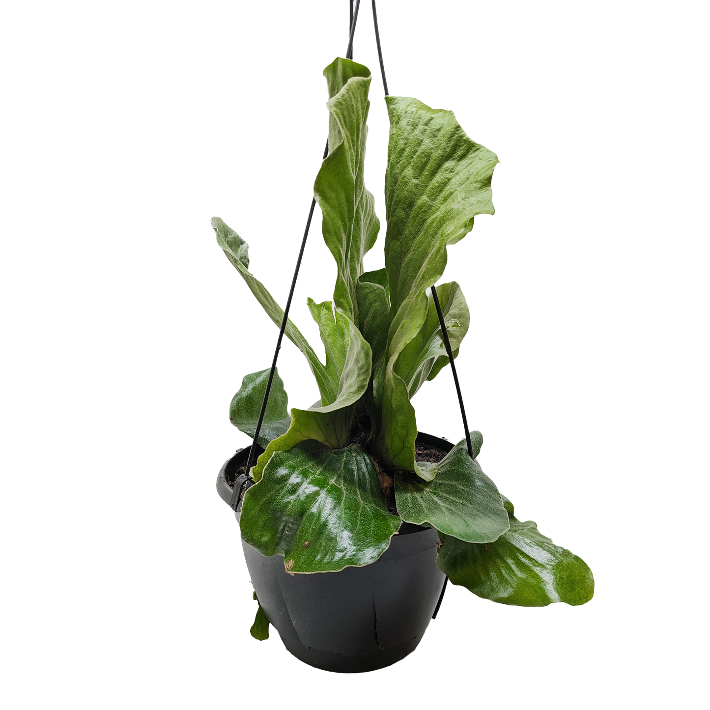 Fern 'Elephant' 6" potted plant
