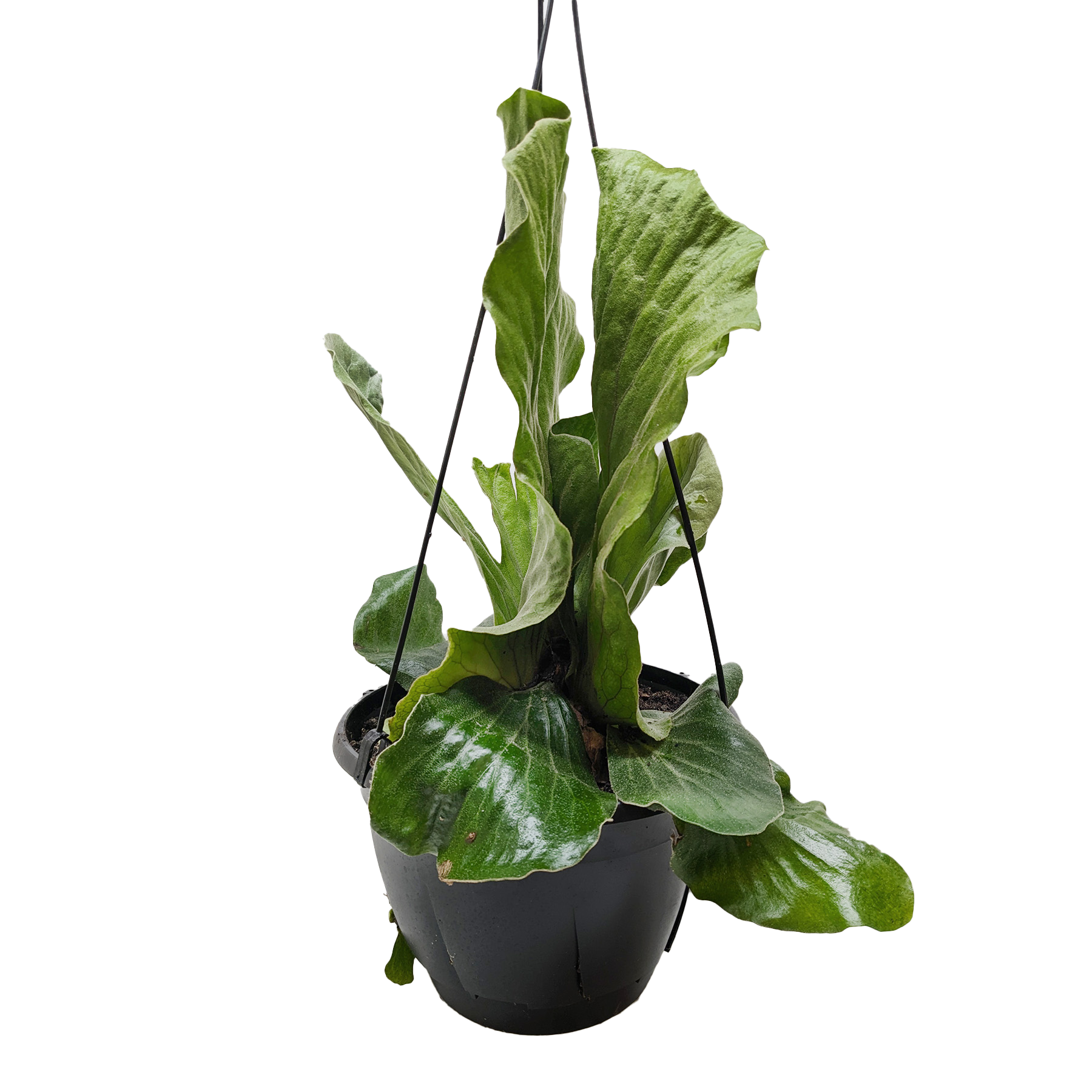 Fern 'Elephant' 6" potted plant