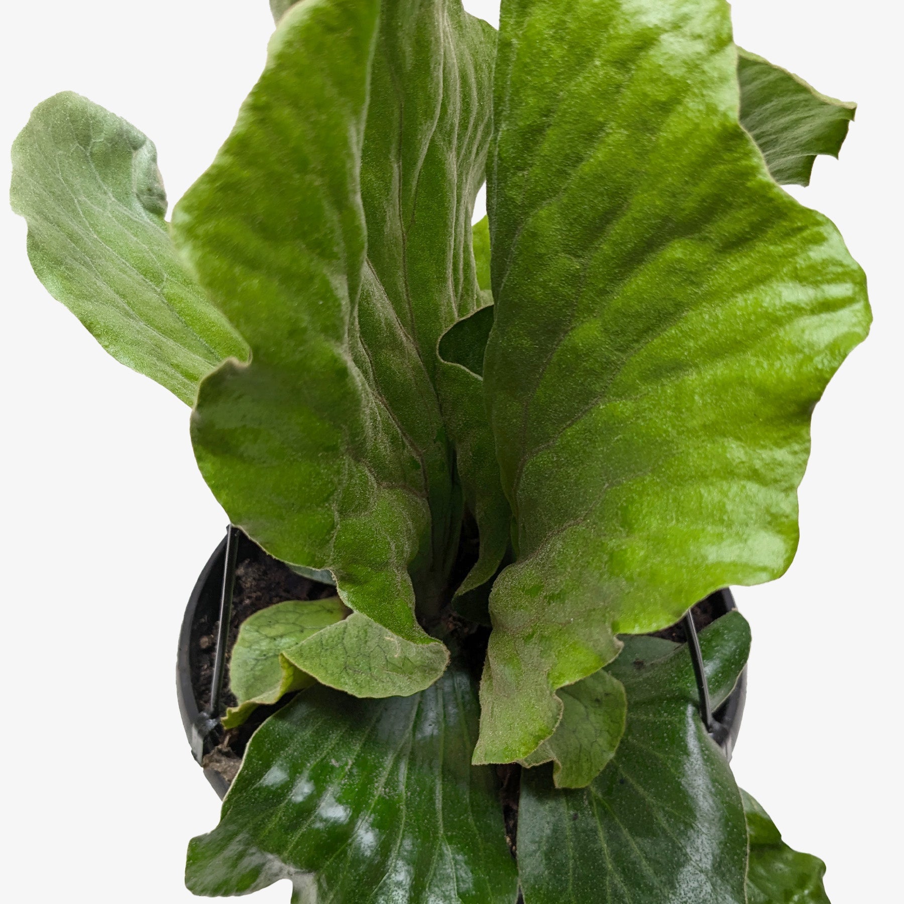 Fern 'Elephant' 6" potted plant