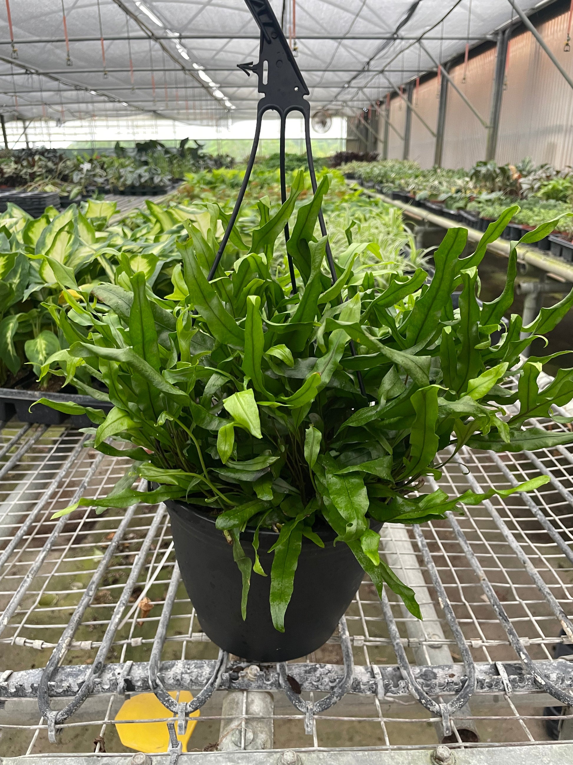 Fern 'Kangaroo Paw' 6" potted plant