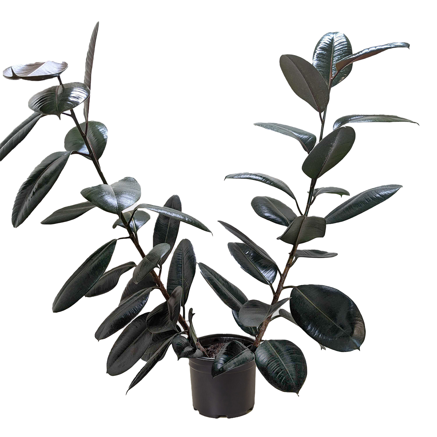 Ficus Elastica 'Burgundy' potted plant