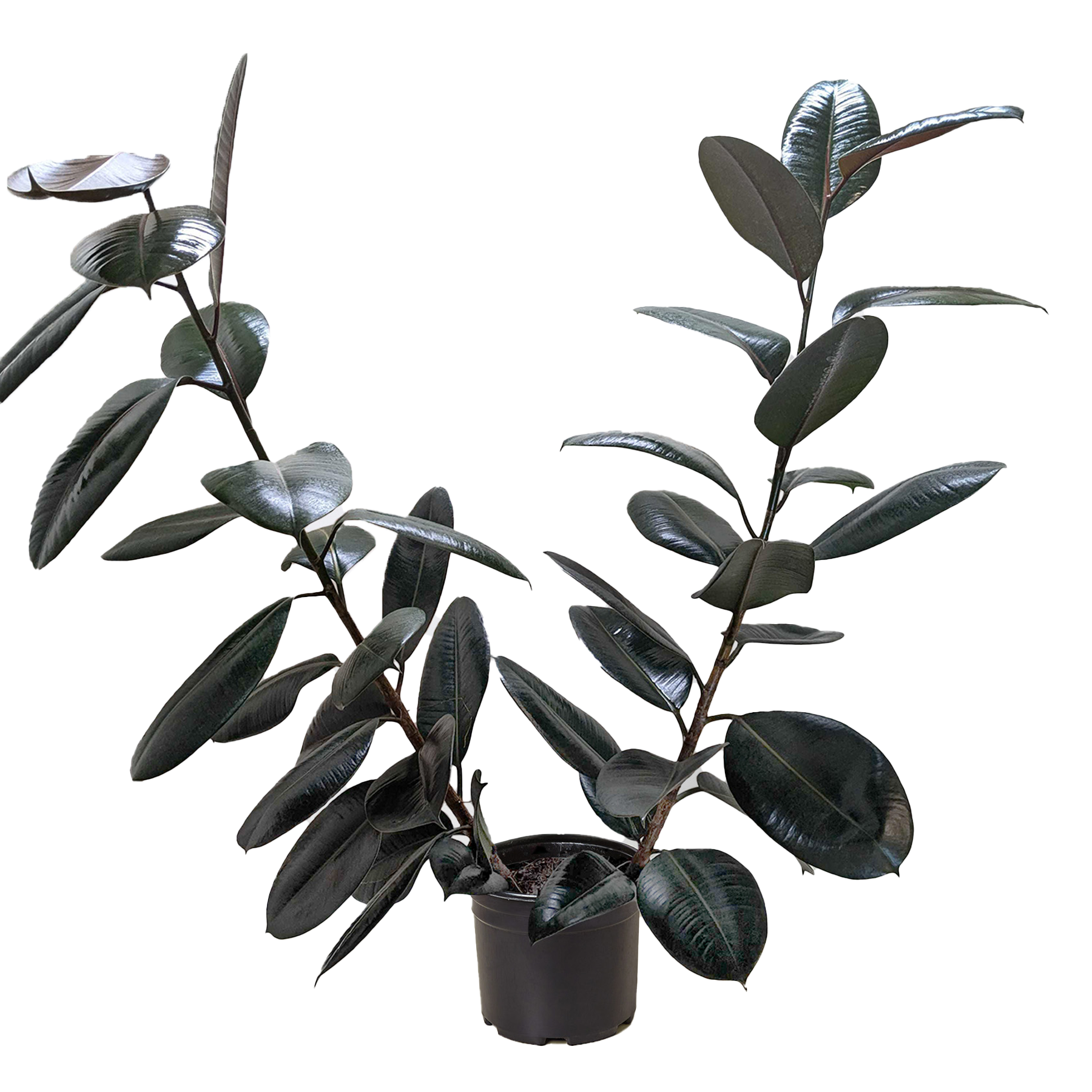 Ficus Elastica 'Burgundy' potted plant