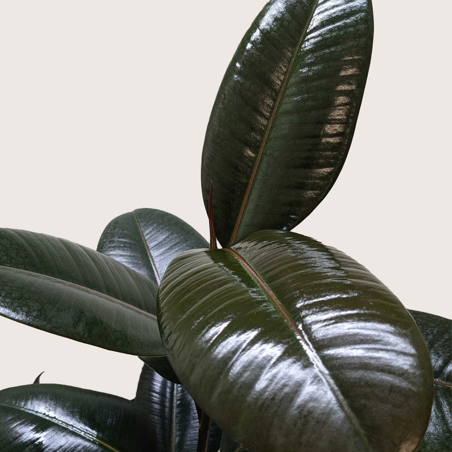 Ficus Elastica 'Burgundy' potted plant