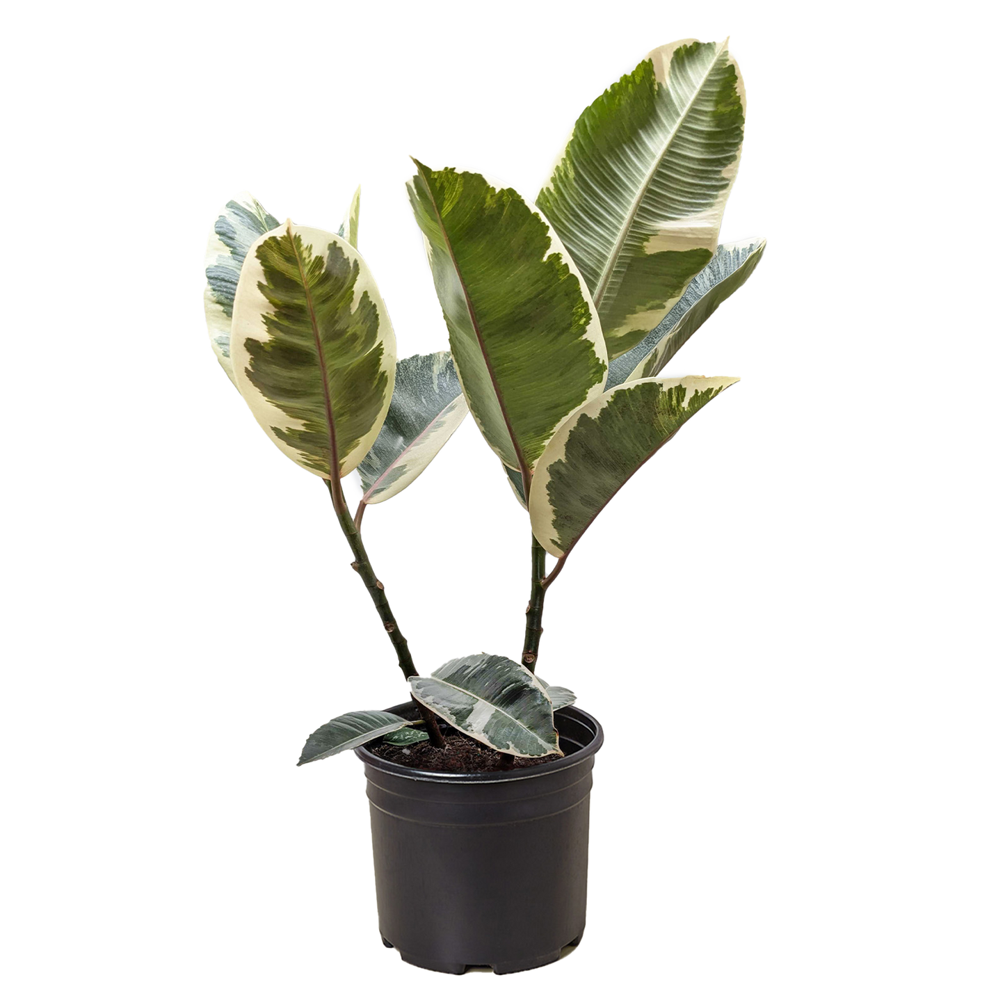 Ficus Elastica 'Tineke' potted plant
