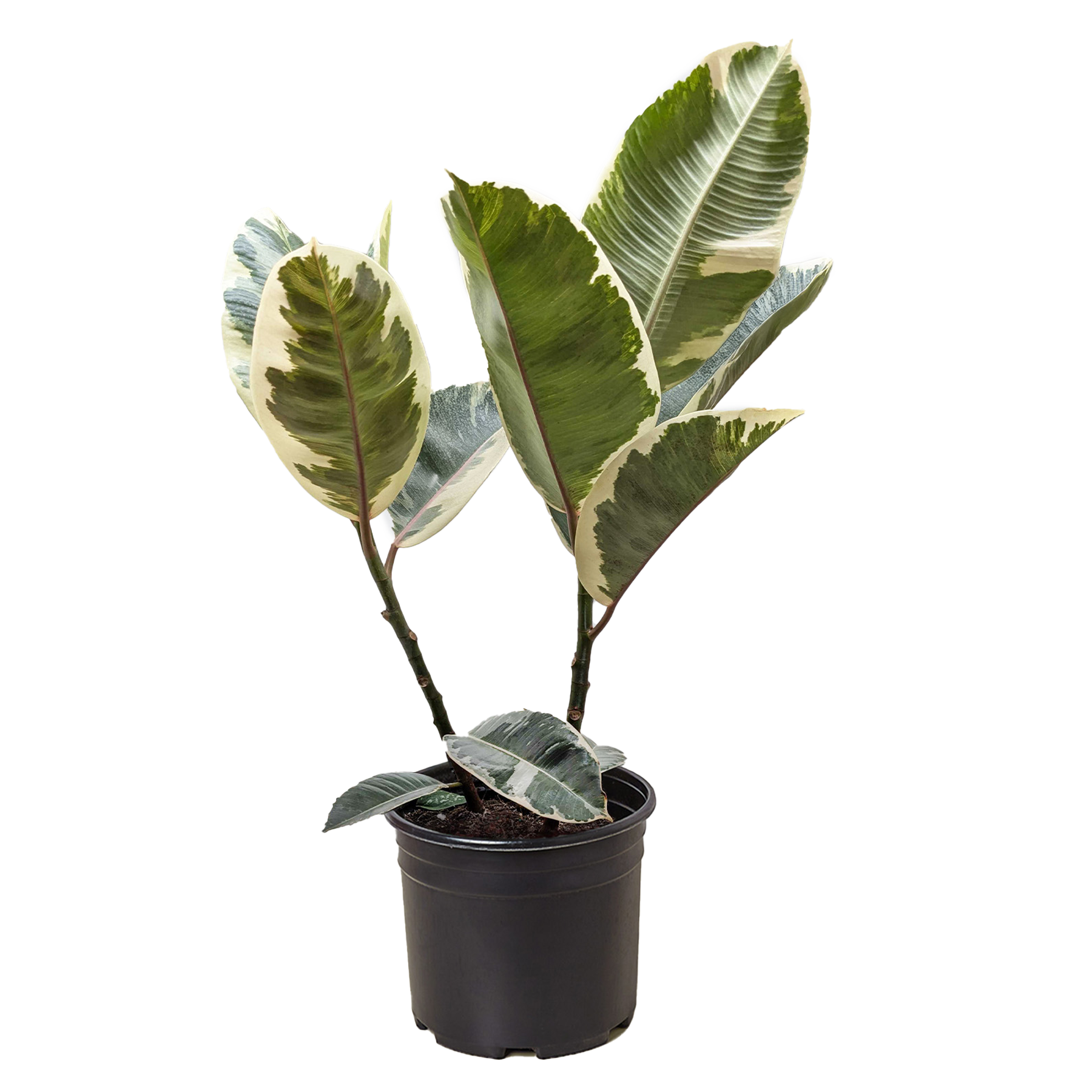 Ficus Elastica 'Tineke' potted plant