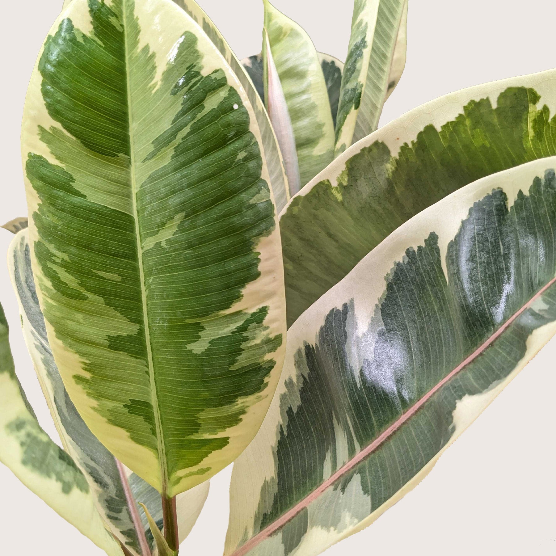 Ficus Elastica 'Tineke' potted plant
