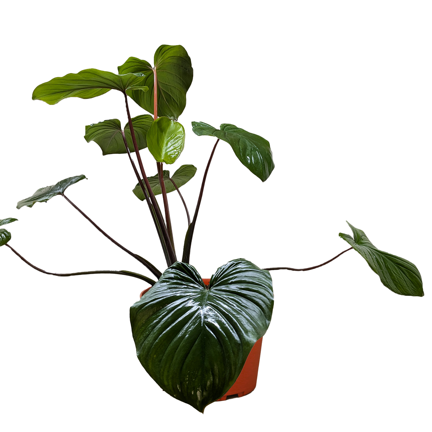 Homalomena 'Emerald Gem' potted plant
