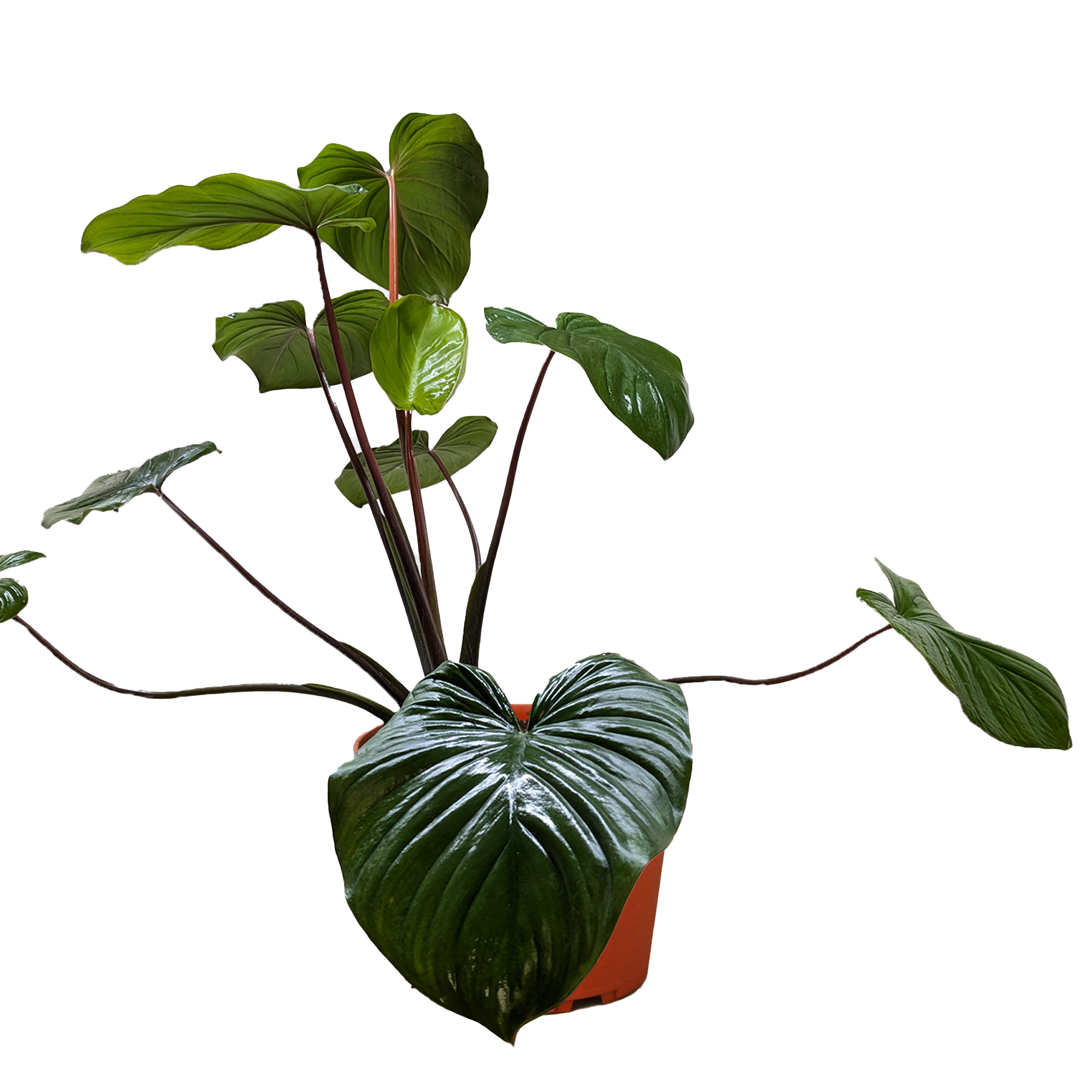 Homalomena 'Emerald Gem' potted plant