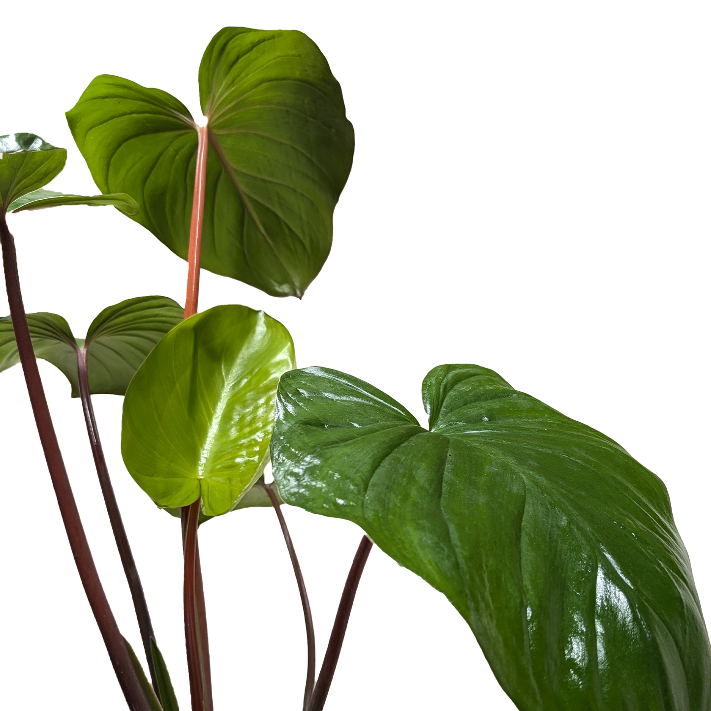 Homalomena 'Emerald Gem' potted plant