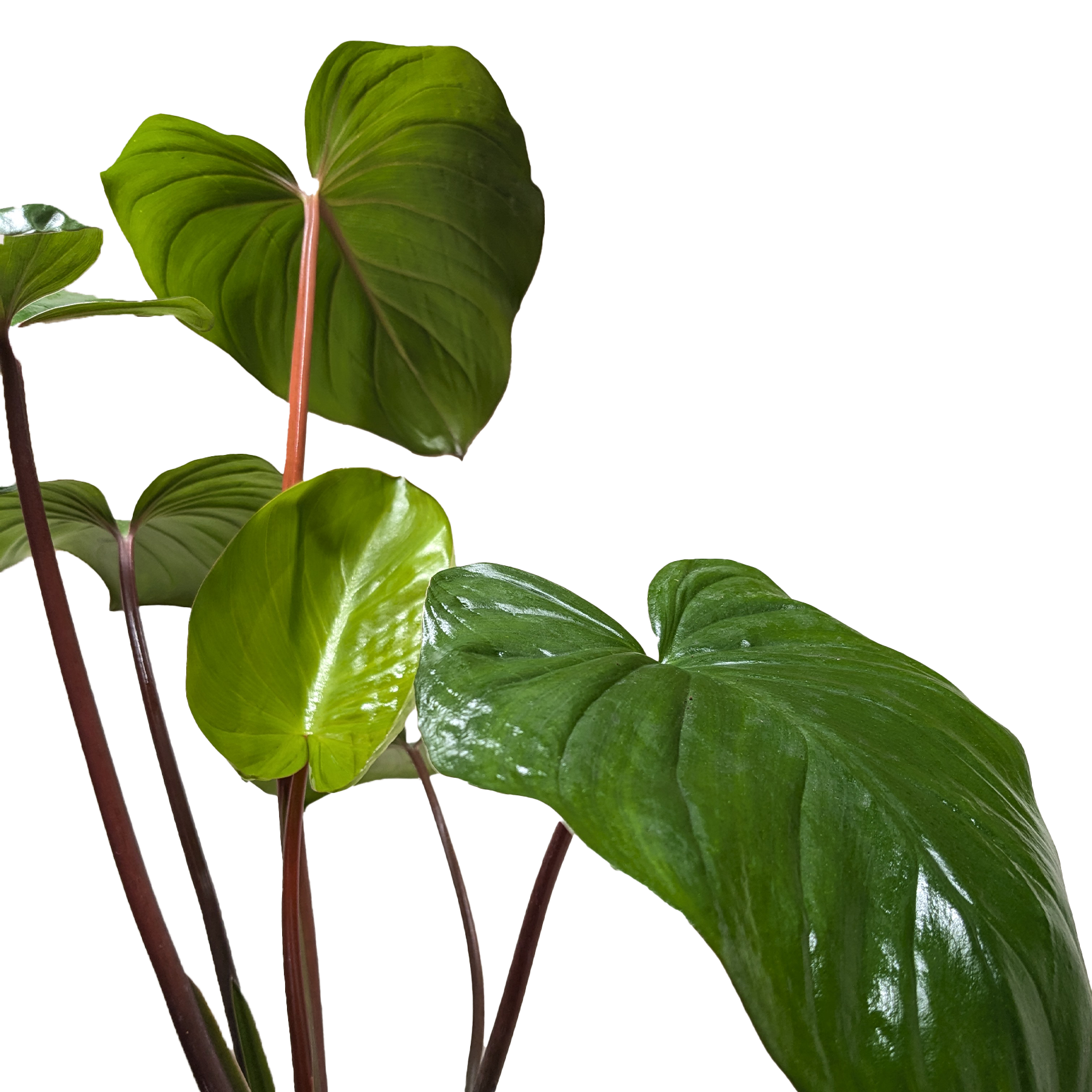Homalomena 'Emerald Gem' potted plant