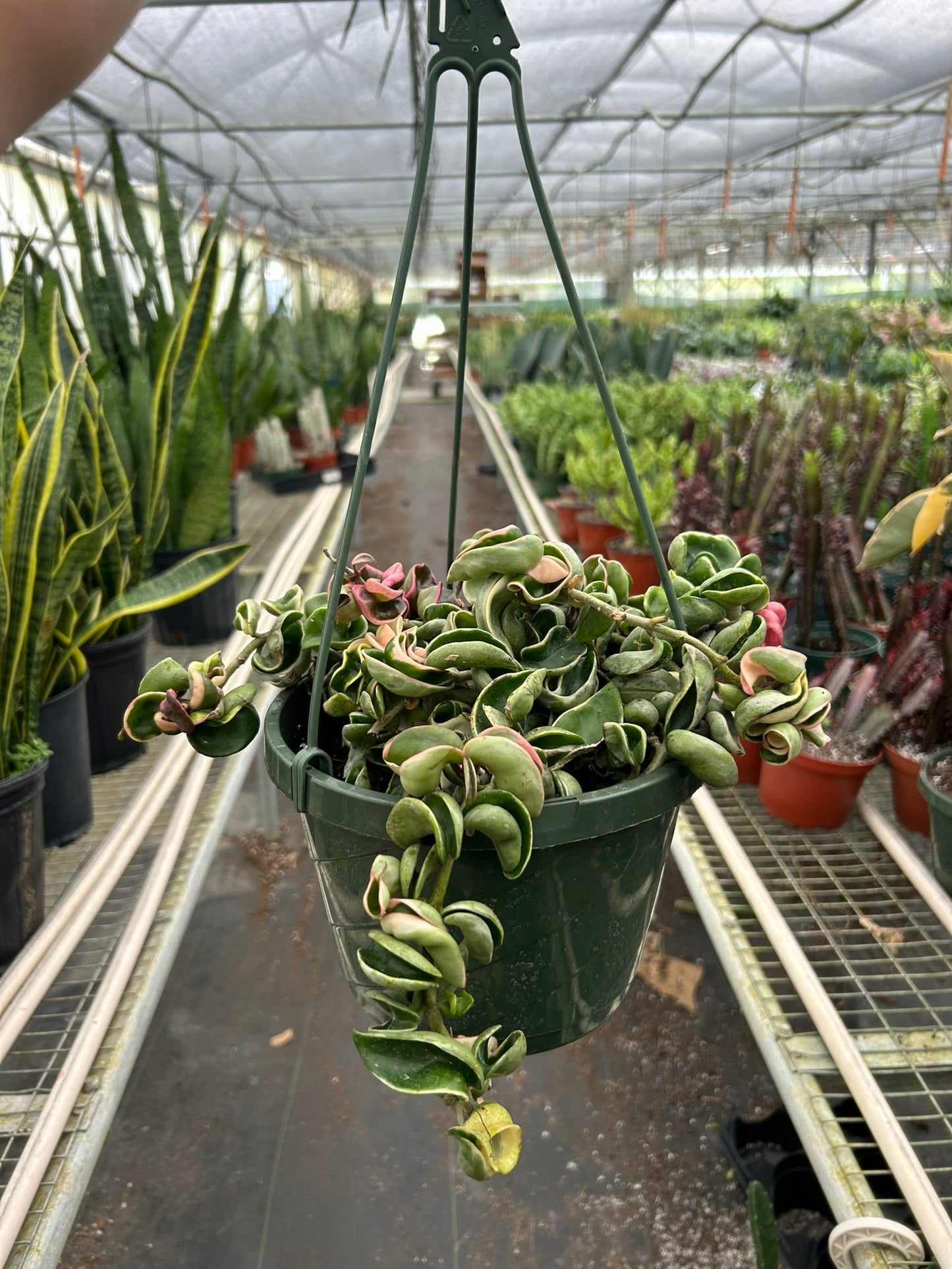 Hoya 'Rope Plant' Variegated 4" potted plant
