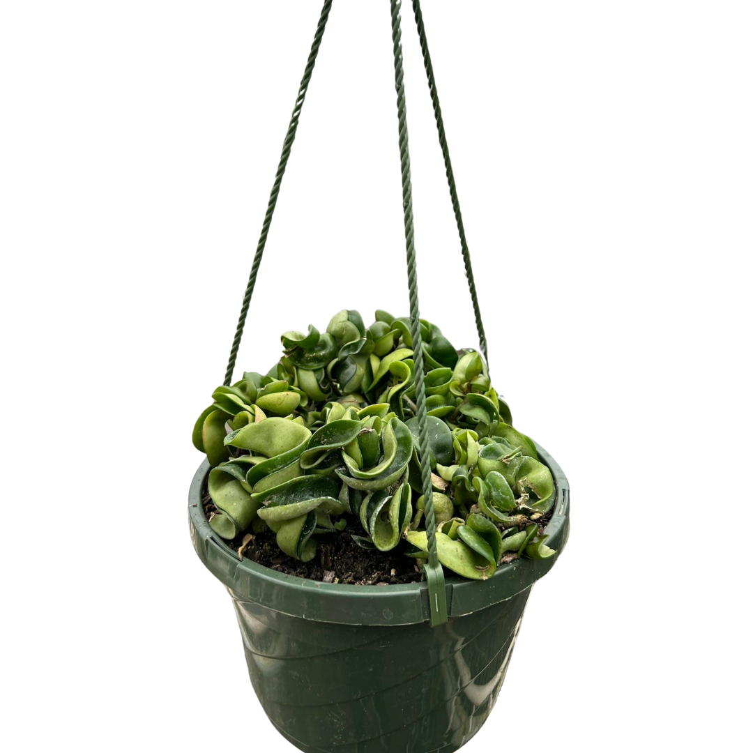 Hoya Rope Plant 4" potted plant