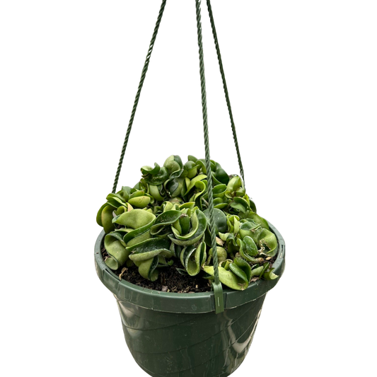 Hoya Rope Plant 4" potted plant