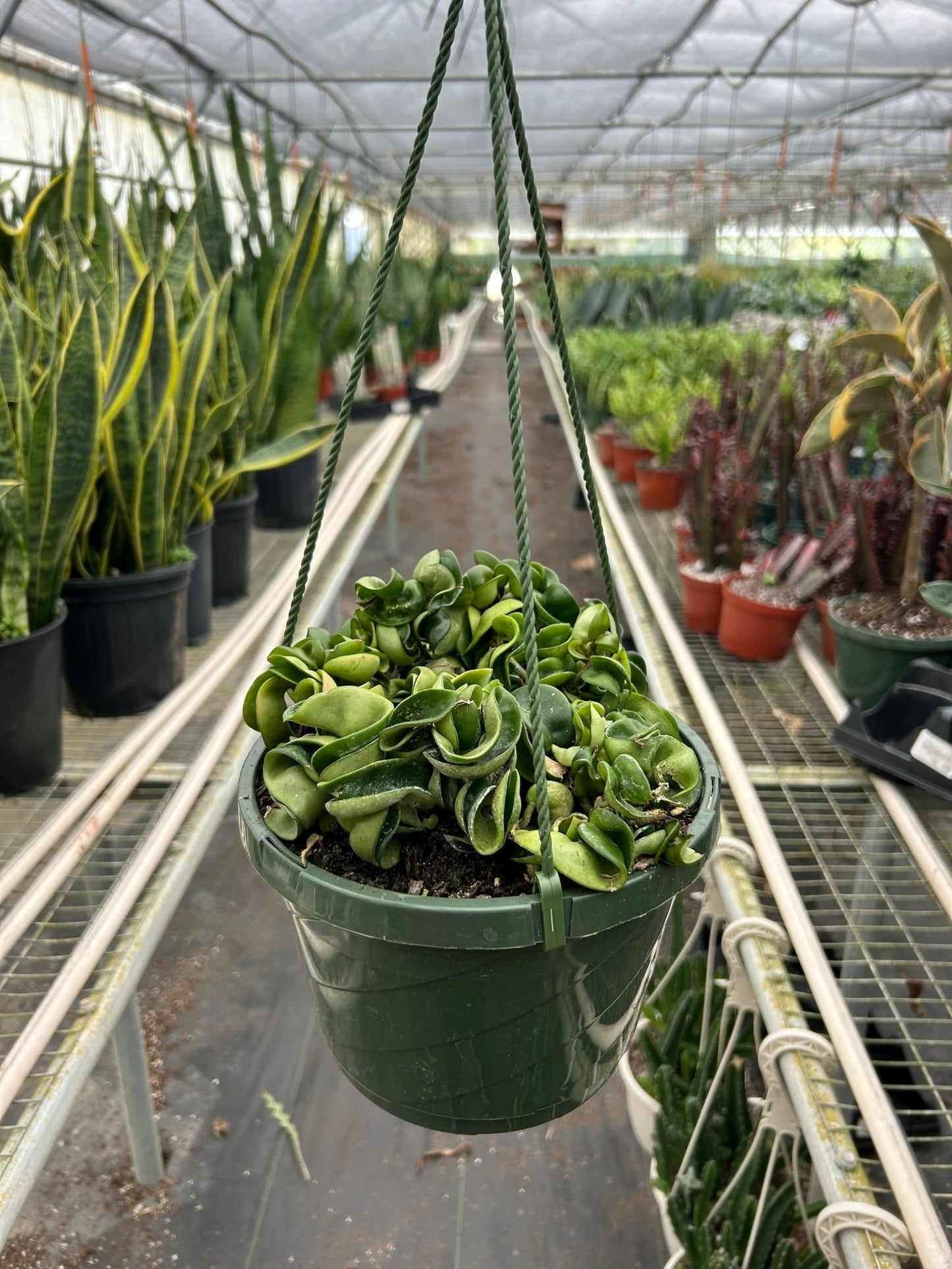 Hoya Rope Plant 4" potted plant